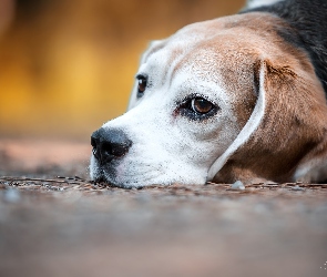 Beagle, Mordka, Pies