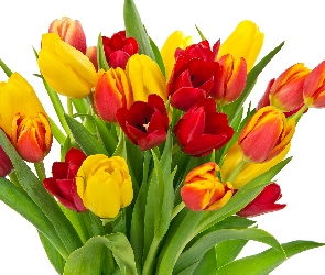 Kwiaty, Białe tło, Kolorowe, Tulipany, Bukiet