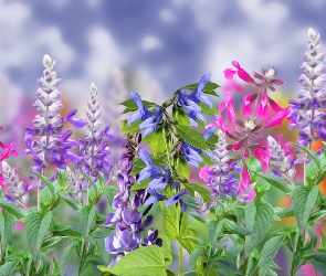 Kwiaty, Grafika 2D, Kolorowe
