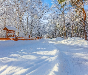 Śnieg, Zima, Ogrodzenie, Las, Ośnieżone, Drzewa, Droga