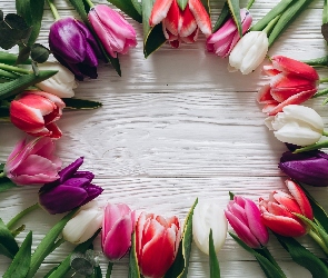Tulipany, Deska, Kolorowe