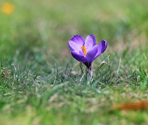 Liliowy, Trawa, Krokus