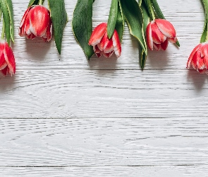 Tulipany, Deski, Czerwono-białe