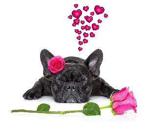 Pies, Buldog francuski, Serca, Kwiaty, Róże, Zakochany