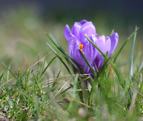 Liliowe, Krokusy