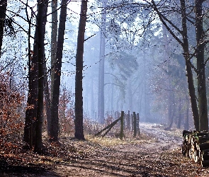 Poranek, Drzewa, Las, Bale, Droga, Ogrodzenie, Ścięte, Mgła