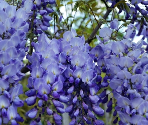 Kwiaty, Glicynia, Niebieskie