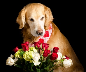 Golden retriever, Róże