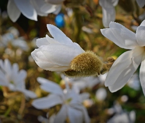 Gałęzie, Magnolia, Kwiaty
