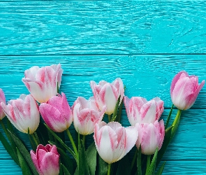 Biało-różowe, Deski, Niebieskie, Tulipany
