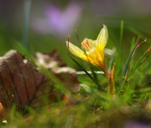 Żółty, Liść, Krokus