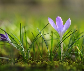 Krokus, Kwiat, Liliowy