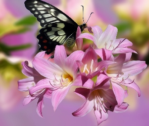 Grafika, Motyl, Różowe, Kwiaty