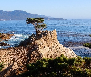 Cyprys wielkoszyszkowy, Pebble Beach, Drzewa, Skały, Stany Zjednoczone, Morze, Zatoka Monterey, Kalifornia, Atrakcja Lone Cypress