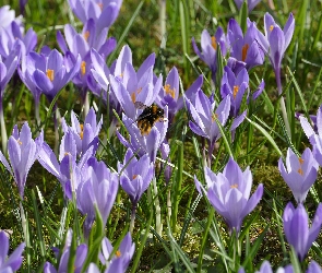 Owad, Trzmiel, Fioletowe, Krokusy