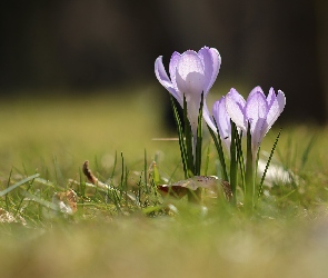 Kwiaty, Liliowe, Krokusy