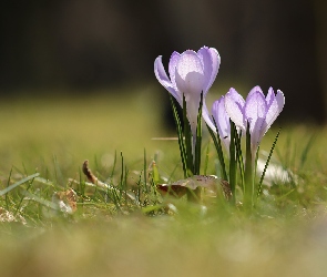 Krokusy, Liliowe, Kwiaty