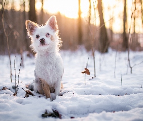 Pies, Kundelek, Drzewa, Śnieg, Gałązki, Zima