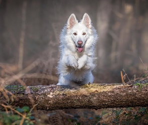 Biały owczarek szwajcarski, Skok, Kłoda, Las