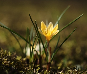 Żółty, Zbliżenie, Krokus