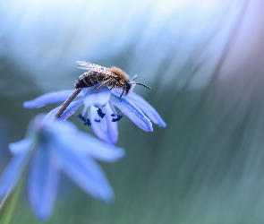 Pszczoła, Cebulica syberyjska