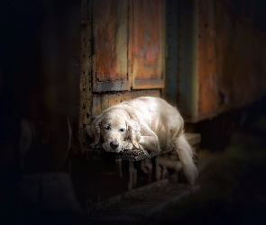 Golden retriever, Ławka, Pies