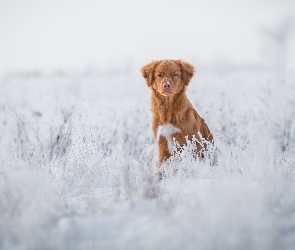 Pies, Śnieg, Retriever z Nowej Szkocji