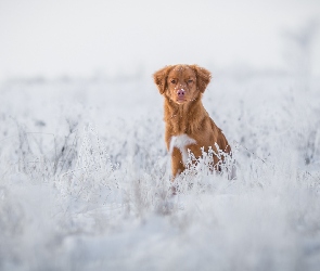 Retriever z Nowej Szkocji, Śnieg, Pies