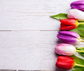Kolorowe, Deski, Białe, Tulipany