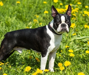 Czarno-biały, Mniszek, Boston terrier