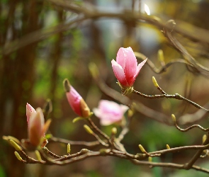 Różowa, Gałązki, Magnolia