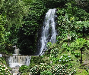 Azory, Drzewa, Wyspa Sao Miguel, Wodospad Nordeste, Roślinność, Kwiaty, Palmy, Kamienie, Portugalia