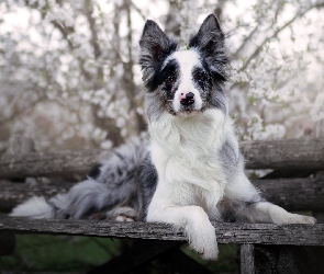 Pies, Ławka, Mordka, Border collie