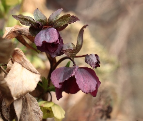 Ciemierniki, Bordowe