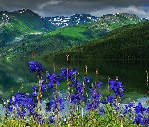Góry Ałtaj, Jezioro Teleckie, Kwiaty, Rosja, Odbicie, Katuński Państwowy Rezerwat Biosfery