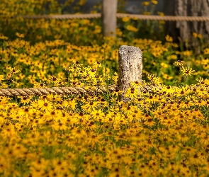 Sznur, Ogrodzenie, Kwiaty, Rudbekia