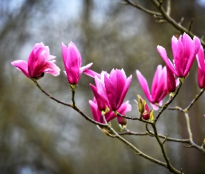 Kwiaty, Gałązki, Magnolia purpurowa