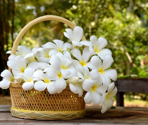 Koszyk, Plumeria, Białe, Kwiaty