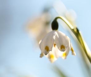 Śnieżyca wiosenna, Pochylona