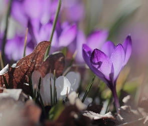 Fioletowy, Liść, Krokus