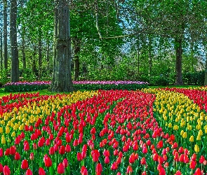 Park, Tulipany, Drzewa, Wiosna