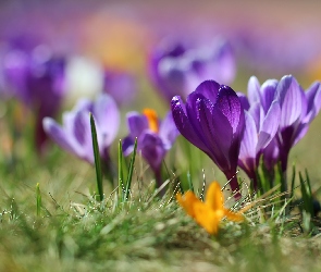 Rozmycie, Trawa, Fioletowy, Krokus