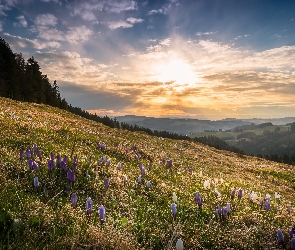 Okręg Lucerna, Krokusy, Rezerwat Biosfery Entlebuch, Wzgórza, Drzewa, Szwajcaria, Wschód słońca, Łąka