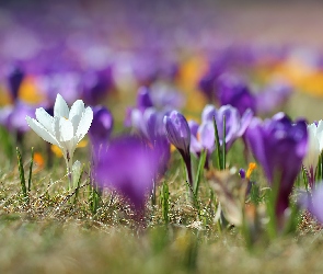 Krokus, Krokusy, Fioletowe, Rozmyte, Biały