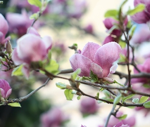 Magnolie, Gałązki, Różowe