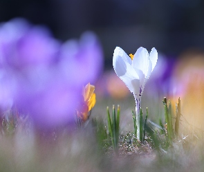 Kwiat, Krokus, Rozświetlony, Biały