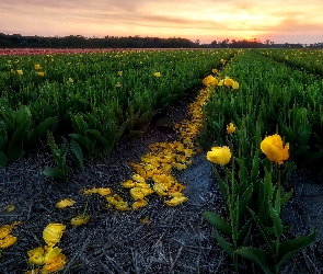 Wschód słońca, Żółte, Pole, Tulipany