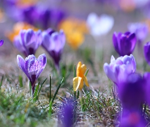 Krokus, Żółty, Liliowe, Krokusy