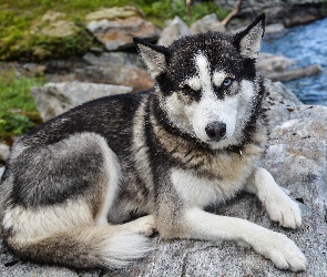 Siberian husky, Kamień, Pies