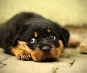 Leżący, Szczeniak, Rottweiler